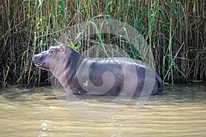 Baby hippo at the Isimangaliso wetland park, South Africa photo