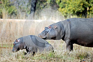 Baby Hippo and Mother photo