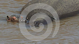 Baby hippo and mother submerged in mara river, kenya