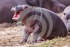 Baby Hippo with mouth open Kruger Park South Africa