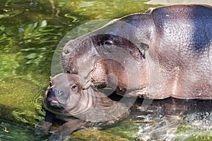 Baby Hippo with Mum