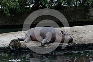 Baby Hippo sleeping at Kopenhagen zoo