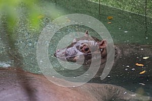 Baby hippo swims in the pool next to its mother