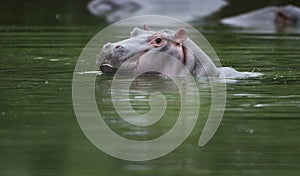 Baby Hippo in water photo