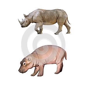 Baby hippopotamus, Big african Rhino isolated on a photo