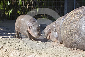 Baby Hippopotamus Close To Its Mother