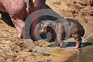 Baby hippopotamus