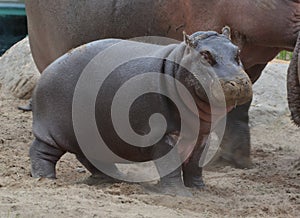 Baby Hippopotamus Hippopotamus amphibius, or hippo,