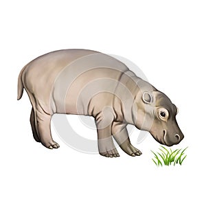 Baby hippopotamus. Isolated on white