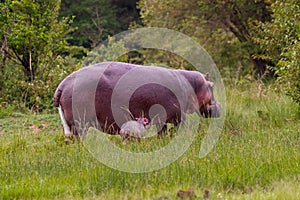 Baby Hippopotamus Just Born