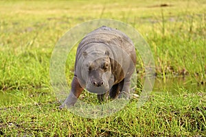 Baby Hippopotamus out of the water