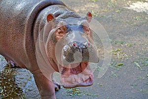 Baby hippopotamus smiling and looking at the camera