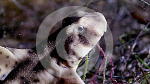 A baby horn shark