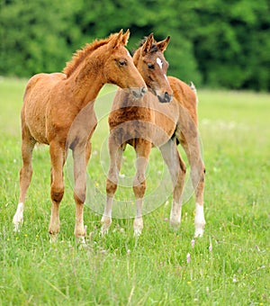 Baby horse. 1 day