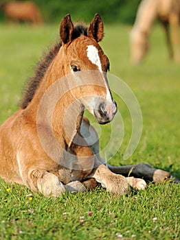 Baby horse. 1 day