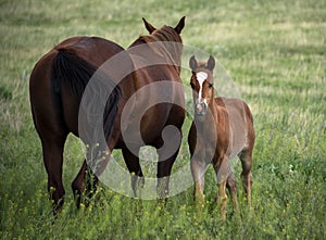 Baby horse filly or colt with sorrel mother in green meadow