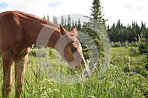 Baby horse in the lunch time