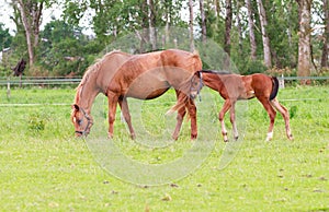 Baby horse and mare equine