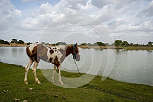 Baby horse standing at the shore of a lake