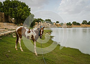Baby horse standing at the shore of a lake