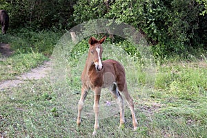 Baby horse