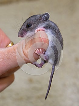 A baby house mouse draped over a human thumb.