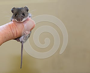 A baby house mouse hanging on to a human thumb.