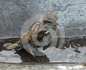 Baby house sparrow bathing in guttering