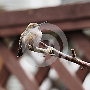 Baby hummingbird in my backyard