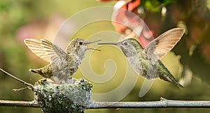 Baby hummingbird open mouth for food from mother