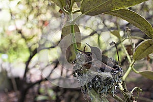 Baby Hummingbirds Nesting