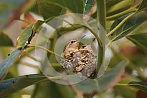 Dítě kolibříci hnízdění 