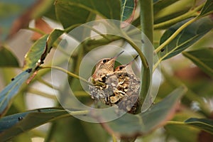 Un nino colibríes anidando 