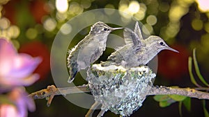 Baby hummingbirds practice flapping wings prior to leaving the nest.