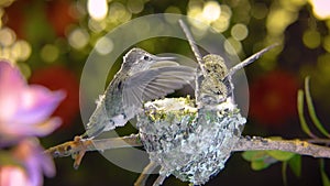 Baby hummingbirds practice flapping wings, almost ready to hover