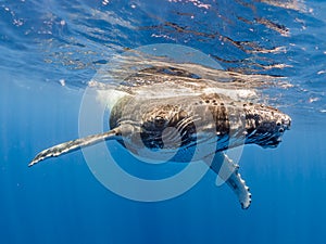 Baby Humpback Whale