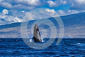 Baby humpback whale breaching on Maui.