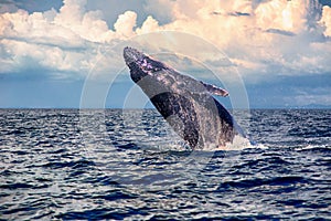Baby Humpback Whale jump photo