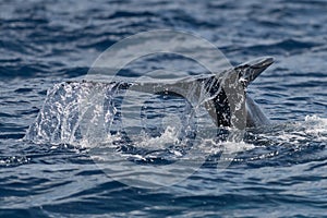 Baby humpback whale tail fluke