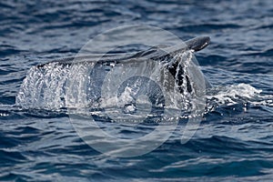 Baby humpback whale tail fluke near Lahaina in Hawaii. Maui, Lahaina, Winter