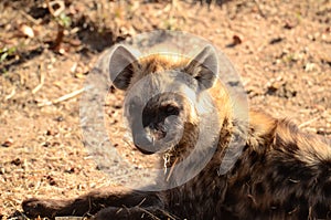 Baby Hyena Sideways Glance