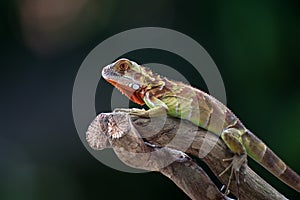 Baby iguana on a tree branch