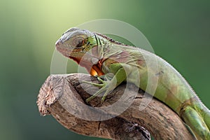 Baby iguana on a tree branch