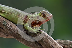 Baby iguana on a tree branch