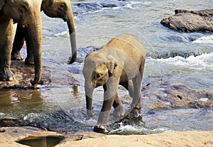 Baby Indian elephant