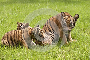 Baby Indochinese tigers play on the grass.