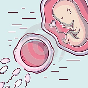 Baby inside uterum and ovary with spermatozoon photo