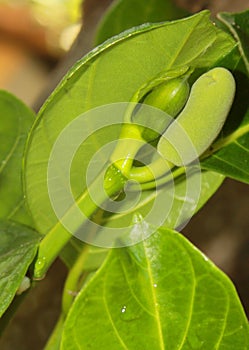 The baby jack fruit and flower on a tree.