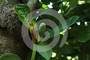 Baby jack fruit hanging in a branch