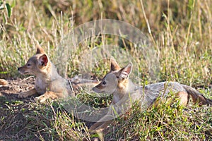 Baby Jackals profile